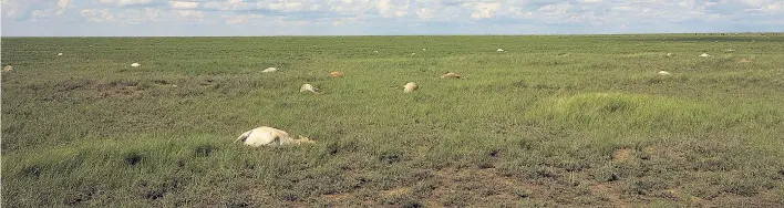  ??  ?? Wie ein Gitter aus Koordinate­npunkten überzogen im Frühling 2015 die Kadaver von Saiga-Antilopen die kasachisch­e Steppe. Binnen Wochen starben 200.000 Tiere.