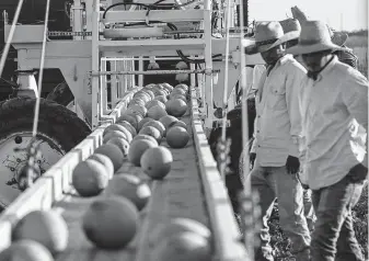  ??  ?? A conveyor machine helps workers harvest cantaloupe­s in Pecos County. The Mandujano Brothers’ operation depends on 100 migrants who come on temporary work visas each year from Mexico.