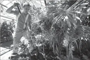  ??  ?? Left: Agim Xhelali digs out a jasmine plant, one of dozens that will be preserved and replanted in the new tropical greenhouse at Gage Park. Residents with green thumbs are invited to the city’s tropical plant giveaway at the Gage Park Tropical...