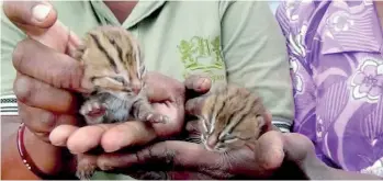  ??  ?? Estate workers holding the cubs