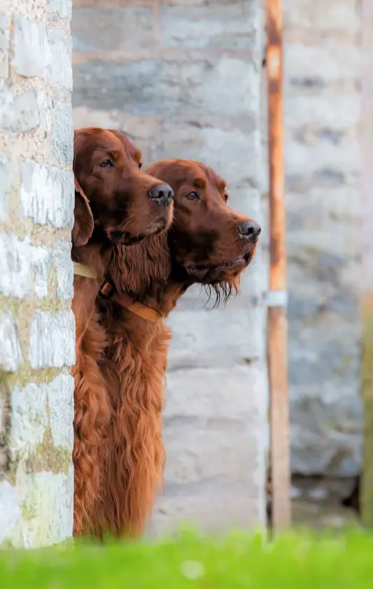  ??  ?? Irish setters are known for their sense of mischief, and life around them is never dull.