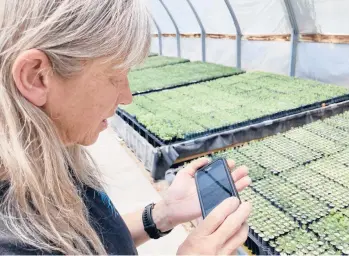  ?? SUSAN MONTOYA BRYAN/AP ?? Tammy Parsons looks through photos on her phone of the largest wildfire burning in the U.S. after she and others relocated tens of thousands of seedlings to a greenhouse in Santa Fe, New Mexico.