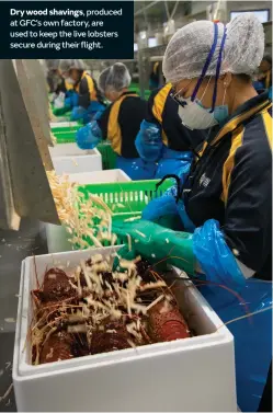  ??  ?? Dry wood shavings, produced at GFC’s own factory, are used to keep the live lobsters secure during their flight.