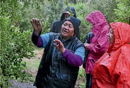  ?? PHOTO: SUPPLIED ?? Lovey Walsh teaching people how to identify native plants on a Manaaki Ngahere bush walk.