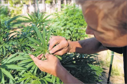  ?? AP FILE ?? A pot grower shows a female flower on a medical marijuana plant.