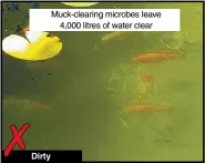  ??  ?? Dirty Muck-clearing microbes leave 4,000 litres of water clear