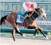  ?? FUENTE EXTERNA ?? El potro Cadeau de Alcalá buscará este sábado alzarse con la victoria en la quinta carrera del cartel a celebrarse en el hipódromo V Centenario.