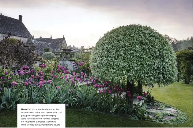  ??  ?? Above Pink tulips line the steps from the terraces down to the lawn, beneath the cool grey-green foliage of a pair of weeping pears (Pyrus salicifoli­a ‘Pendula’) clipped into mushroom standards. Alchemilla mollis threads its way between the pavers.