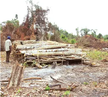  ?? ADOLFO DUMBO | EDIÇÕES NOVEMBRO | SOYO ?? Milhares de hectares de florestas do Soyo foram devastadas para o fabrico de carvão