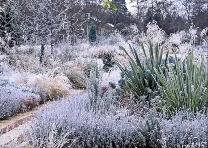  ??  ?? A heavy hoar frost enhances swordshape­d phormium leaves and dainty Nasella gigantea seedheads, with silvery stems of lavender