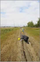  ?? SUBMITTED PHOTO ?? Volunteers down on their knees planting daffodil bulbs last September. The Daffodil Project Committee is already planning the planting season in 2018.