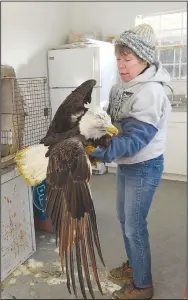  ?? (NWA Democrat-Gazette/Flip Putthoff) ?? Lynn Sciumbato, federally licensed wildlife rehabilita­tor, carefully cradles an injured bald eagle Tuesday Jan. 12 2021 to move the raptor from a crate to a more spacious outdoor coop. Arkansas Game and Fish Commission personnel found the injured eagle near Ozark and brought it to Morning Star Wildlife Rehabilita­tion Center.