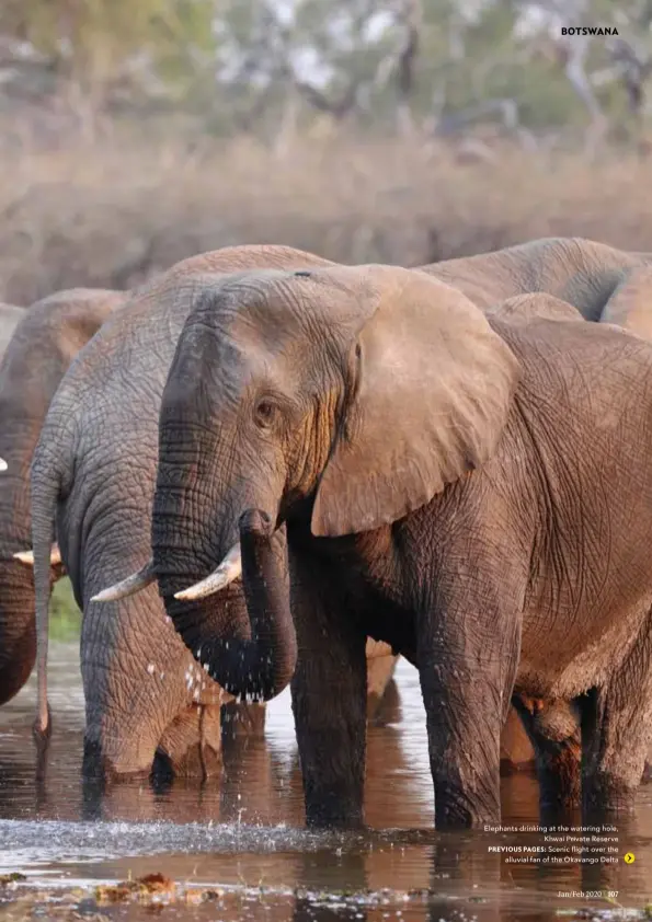  ??  ?? Elephants drinking at the watering hole, Khwai Private Reserve
PREVIOUS PAGES: Scenic flight over the alluvial fan of the Okavango Delta