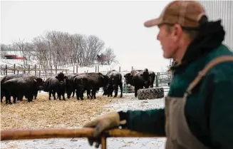  ?? ?? Orrin Geide watches the bison on his farm near Hartford, S.D. He opposes the proposed carbon capture pipeline that would pass through his land.