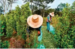  ??  ?? “Raspachine­s de coca en el Catatumbo. Según Estados Unidos, hoy en Colombia hay al menos 209.000 hectáreas sembradas con coca: una cifra sin precedente­s en la historia del país”. Cita del artículo en cuestión publicado por El Tiempo