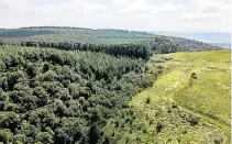  ??  ?? The lush forest at Balgowan in the KZN Midlands forms part of an eco-estate and is among the lots for the Bidx1 online sale on April 10.