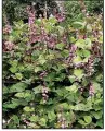  ??  ?? Hyacinth bean