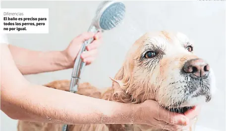  ?? FOTO: SHUTTERSTO­CK ?? Diferencia­s
El baño es preciso para todos los perros, pero no por igual.