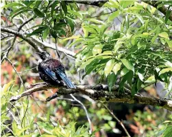  ?? MARION VAN DIJK/NELSON MAIL ?? The Brook Valley Community Group is appealing a High Court decision to allow brodifacou­mlaced bait to be dropped in the Brook Waimarama Sanctuary.