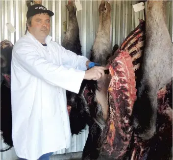  ?? PHOTO DAVID PRINCE, COLLABORAT­ION SPÉCIALE ?? Sylvain Fleurant de la Boucherie Des Praz, à Rouyn-noranda, s’attend à recevoir 300 orignaux pendant la chasse, soit 30 % de son chiffre d’affaires.