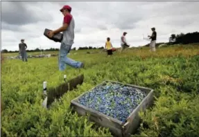  ?? ROBERT F. BUKATY — THE ASSOCIATED PRESS FILE ?? In this Friday file photo, workers harvest wild blueberrie­s at the Ridgeberry Farm in Appleton, Maine. A trade group said the state’s wild blueberry crop fell sharply during the summer of 2017, to land below 100million pounds for the first time in four...