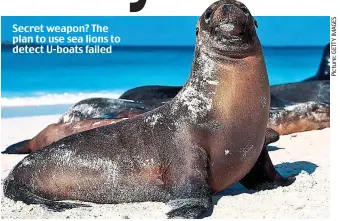  ?? ?? Secret weapon? The plan to use sea lions to detect U-boats failed