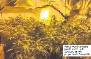  ??  ?? Police found cannabis plants worth up to £30,000 at two properties in Caerphilly