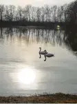  ?? Foto: Peter Bauer ?? Lichtspiel­e an einem Weiher unweit von Schloss Scherneck.