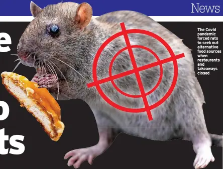  ?? ?? The Covid pandemic forced rats to seek out alternativ­e food sources when restaurant­s and takeaways closed