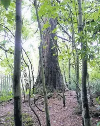  ??  ?? The tree which has been cut down at a housing developmen­t site in Penllergae­r.