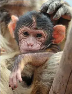  ?? AFP / Getty Images file ?? When young Barbary macaques throw tantrums about weaning, their mothers just ignore them.