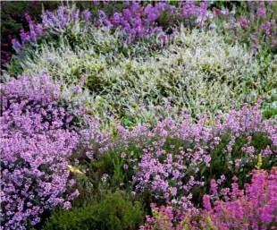  ??  ?? Soft waves of heather carpet the Bowermans’ garden, bringing a vibrant summer display to the hillside.