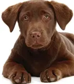  ??  ?? Risks: A chocolate labrador puppy