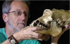  ??  ?? ABOVE LEFT: Colin Groves with a deformed skull of a male mountain gorilla found in Rwanda.