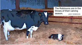  ?? JINSY ROBINSON ?? The Robinsons are in the throes of their calving season.