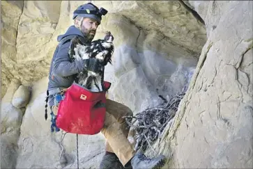  ?? Matthew Brown Associated Press ?? BRYAN BEDROSIAN of the Teton Raptor Center returns a young golden eagle to its nest June 12 near Cody, Wyo. Experts say the species is threatened by both climate change and collisions with turbine blades.