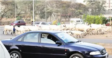  ?? PHOTO: ?? Cows roaming the streets. Ikechukwu Ibe