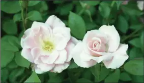  ?? Floribunda­s provide colour throughout summer.
PICTURE: LUKAS OTTO ??