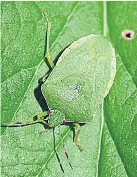  ??  ?? La mezcla de insecticid­as es una gran herramient­a para controlar estas plagas.