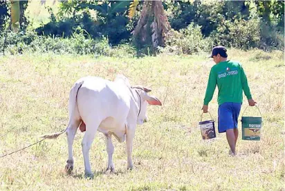 ?? Photograph by Jonas Reyes for the daily tribune ?? a farmer in Cabangan, Zambales takes his cattle to graze on a hot tuesday afternoon.