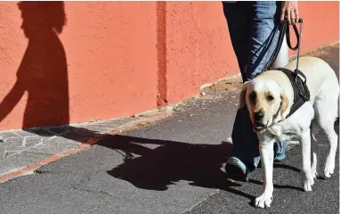  ?? PICTURE: JASON BOUD ?? GUIDANCE: Cheryl Robertson, a trainer at the SA Guide Dogs Associatio­n for the Blind, and Zeeva, a female labrador/golden retriever cross which has almost completed its training.