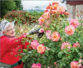  ??  ?? Bev Welsh tends to a Freisinger Morganrote rose at the Centennial Rose Garden on Poirier Street in Coquitlam.