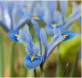  ??  ?? Iris ‘Alida’ (Reticulata) This dwarf iris, a native of Turkey and the Caucasus Mountains, has a gentle scent. Its soft, sky-blue flowers, with a yellow throat, will bring welcome colour to your garden from January to February.
