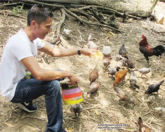  ??  ?? Si Noel Bangeles ug ang iyang mga manok nga patani.