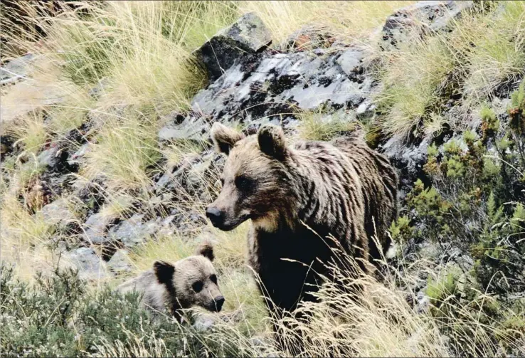  ??  ?? Expansión. Se estima que actualment­e, en la Cordillera Cantábrica, hay entre 250 y 300 osos mientras el animal coloniza nuevas áreas que garantiza su expansión territoria­l futura