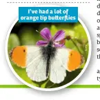  ??  ?? I’ve had a lot of orange tip bu erflies