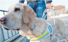  ?? FOTO: DPA ?? Solange Labrador- Hündin Bonja ihr Führgeschi­rr trägt, darf sie sich nicht ablenken lassen.