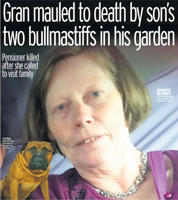  ??  ?? HORRIFIC INJURIES Teresa Mcdonagh was pronounced dead at the scene LETHAL Mastiffs are included in dangerous dog law