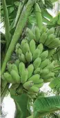  ?? Urban Harvest / Urban Harvest ?? The dwarf Namwah banana will be on sale at the Urban Harvest Fruit Tree Sale.