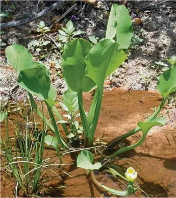  ??  ?? LIMNOCHARI­S: Edible, but with highly invasive qualities that can choke a waterway.